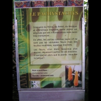 Pachystachys Lutea (fam. Acanthacees)(Perou) (01)